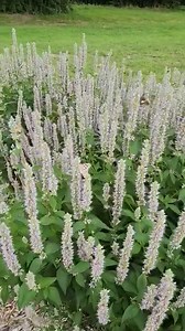 1.5K views · 65 reactions | Check out all the pollinators on the agastache! It is one of our favorites for bringing in bees and butterflies. What plant is your favorite for attracting pollinators to your garden? | Kaw Valley Greenhouses | Facebook
