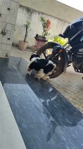 Over Energetic Shih tzu Puppy