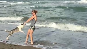 Surfing USA With Loki ( 8 month old Border Collie) Want to learn some of these fun tricks with your own dog? Join SUPERSKILLZ! A fun online program : http://www.thesupercollies.com/superskillz-class-v1 | The Super Collies