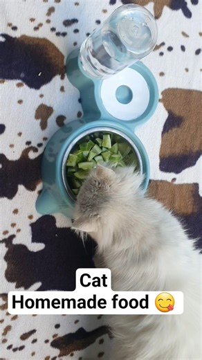 Homemade food 😋 #cat #catshorts #cute #shortsviral