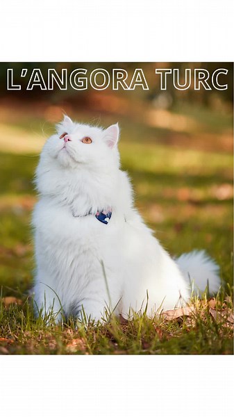 L'angora Truc chat #angora #chat #fyp #pourtoi