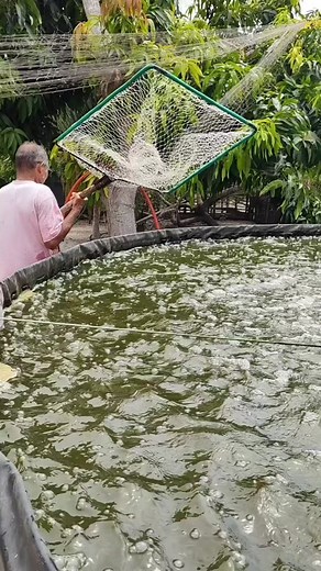 Creciendo Tilapias: La Magia del Criadero