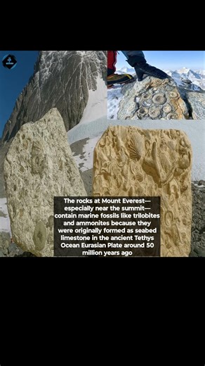 Amazing Facts About Fact The rocks at Mount Everest especially near the summit contain marine Fossil