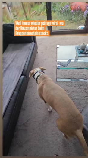 ▶️Verhaltensstörungen lassen sich weder wegkeksen noch so einfach wegtrainieren. ▶️In den meisten Fällen reagiert der Hund nicht bewusst – er spult erlernte Muster und ritualisierte Abläufe ab, die sich über die Zeit verfestigt haben. ▶️Ich arbeite deshalb nicht am sichtbaren Verhalten, sondern an den Mechanismen dahinter: ❗️an Beziehung, ❗️an Kommunikation ❗️und den Strukturen, die diese Muster überhaupt erst ermöglichen. ▶️Nur so entsteht nachhaltige Veränderung. 🐾Nicole Puhl I Hundetrainerin