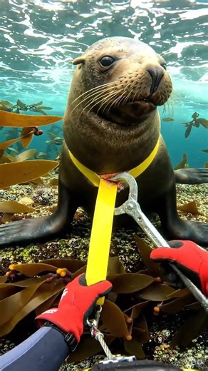 ​Diver Rescues Trapped Sea Lion Cutting Off Deadly Plastic Strap Around Its Neck!