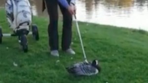 Disturbing video shows man beheading goose with golf club