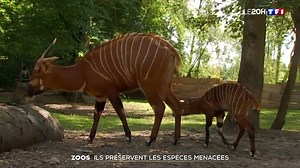 17K views · 662 reactions |  Le zoo de Thoiry a célébré deux naissances en mai 2023, il contribue à un programme de réintroduction. | TF1 INFO | Facebook