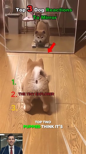 Top 3 Dog Mirror Reactions Explained #heartwarming #dog #animals