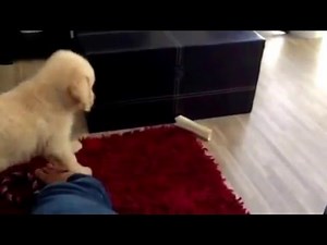 Chiot golden trop mignon qui aboie après son os