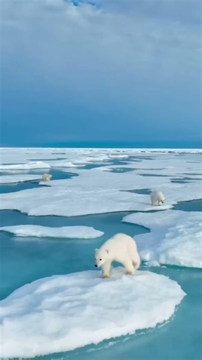 Mind Blowing Facts About Polar Bears #facts #animals #unique #wildlife #nature #animalfacts