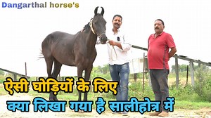 39K views · 2.5K reactions | ऐसी घोड़िया होती है रिजल्ट देने में एक नंबर लक्ष्मी | Exploring Rajasthan | Facebook