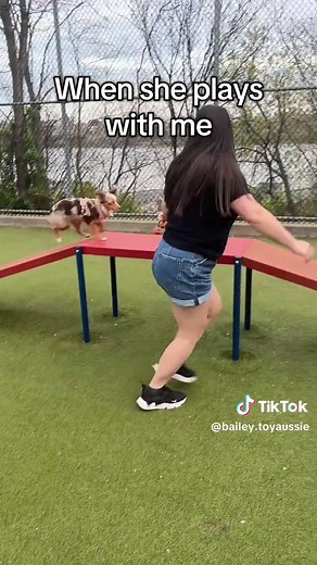 bailey.toyaussie on TikTok