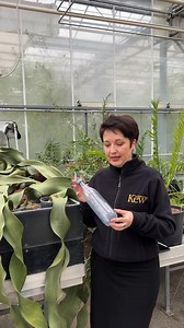 Kew Gardens on Reels