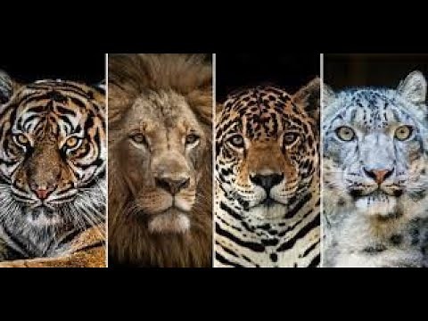 Os Melhores Ataques de Felinos - Documentário (Cat Attack-Tics)