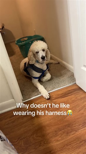 Morgan Ward (@morganward112)’s videos with original sound - Sesame Street