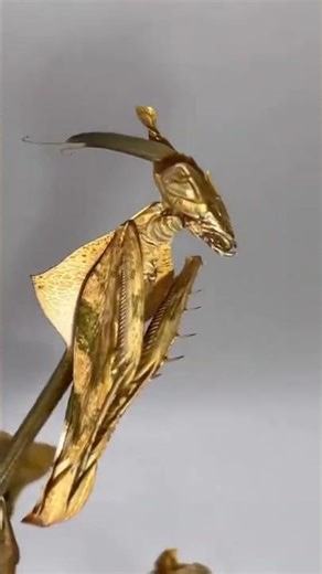 Mantid Vs Ladybug | Survival Fight | Insect Hunting | Ladybug Survival | 🐞 vs 🦗