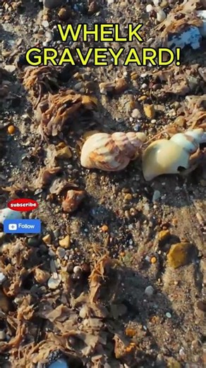 Whelk Graveyard – Hundreds of Empty Shells Washed Up on Yorkshire Coast!