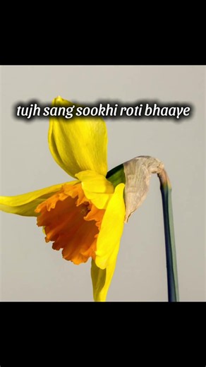tujh sang sookhi roti bhaaye💕Subscribe for more #love #ytshorts