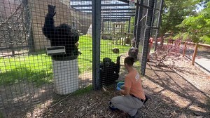 It’s an absolutely beautiful afternoon for some chimp training! 😎 | Riverside Discovery Center