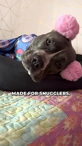 Is your dog anxious all day? Our calming compression pajamas deliver a gentle, full-body hug that makes dogs feel secure brings instant calm. | Spark Paws