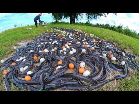 Primitive Skills: Catching Hundreds of Fish and Picking Eggs for Survival