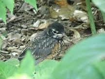 What to Do if You Find a Baby Bird?