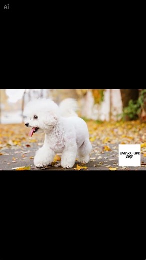 Fun Facts Bichon Frise #viral #trending #shortvideo #shorts #nature #dogs #funfacts #lyldogs #small
