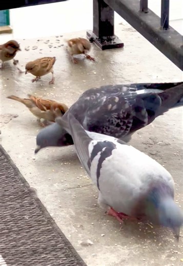 slightly different crowd at the birb balcony #pigeon #bird #sparrow #birdwatching #birdsoftiktok