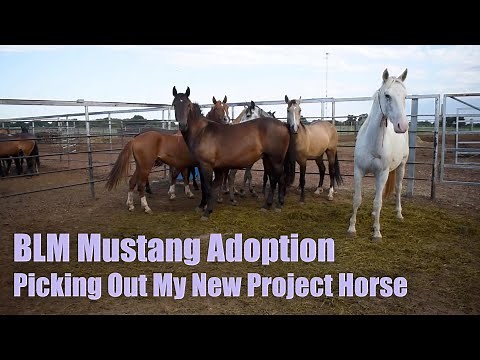 BLM MUSTANG ADOPTION | Picking Out My New Project Horse