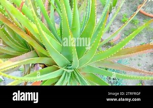 The point mossel bay Stock Videos & Footage - HD and 4K Video Clips - Alamy