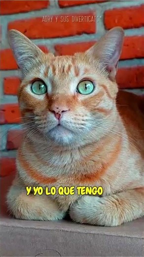 eL MICHI POEMA del gato flojo 🙀😻💕 #vidacongatos #humordegatos