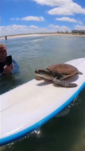 Sea Turtle Surfing Caught on Camera