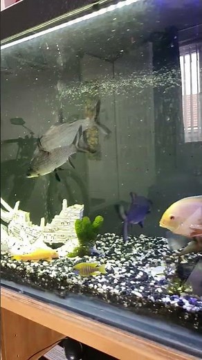 silver shark. bala shark. pairing and breeding behaviour in my 8ft 180 gallon Cichlid tank