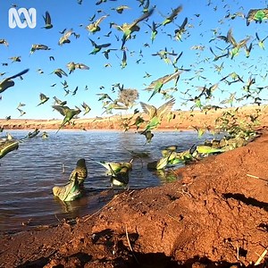 328K views · 1K reactions | The red centre is awash with green and gold thanks to a perfect budgie breeding season across Australia. Have you ever seen this many budgies? Full story: https://ab.co/3Aabbfc | ABC Alice Springs | ABC Alice Springs | Facebook