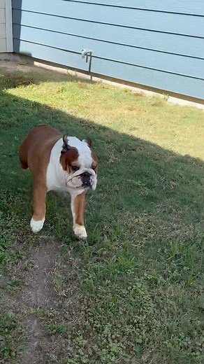 The lady next dooor probably heard all that grass being kicked around by Finn, hitting her side of the apt 🤣 . . #englishbulldog #dogmom #dogreels #bulldog #funny #crazy #zoomies #englishbulldogs | Bentley & Finn