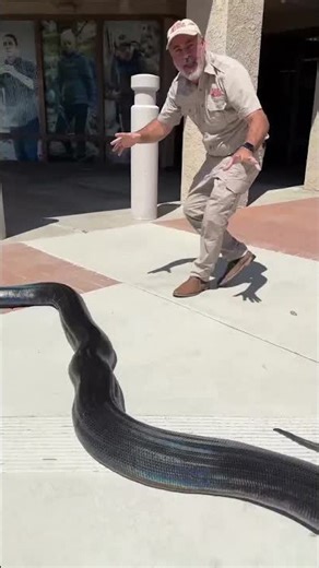 Rainbow reticulated python goes to the Philippines!