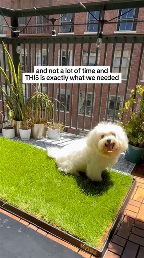 17K views | Living in the city with your dog? Make potty breaks...