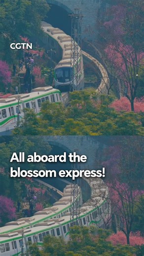 Spring sunshine lights up the mountain city of Chongqing in southwest China as the "train to spring" makes its romantic return. 🌸🚆✨ Along Chongqing Rail Transit Line 2, nearly a thousand plum trees are bursting into bloom, turning the railway into a dreamy corridor of pink blossoms. Would you hop on this flower-framed train ride? #ChinaAgenda2026 #chinaseen #chinatravel #cgtnreels | CGTN