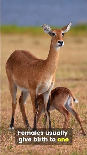 "Kob Antelope: The Golden Sprinter of Africa! 🦌🌾"