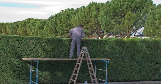 Haie anti-bruit : quels végétaux choisir ?