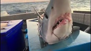 209K views · 460 reactions | WARNING: GRAPHIC It sounds like something out of a horror movie: sharks eating sharks. However the shark population at Tweed Heads is so out of control, locals are struggling to land a catch that doesn't already have huge chunks taken out of it by bigger sharks. DETAILS: https://bit.ly/2GNF1zs | Daily Telegraph | Facebook