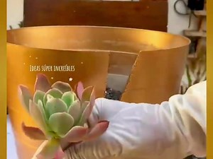 Un arreglo con suculentas y dos macetas plásticas viejas, que TE ENCANTARÁ ! | La Sra de las plantas