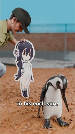 The Penguin Who Loved A Cartoon Girl 😢