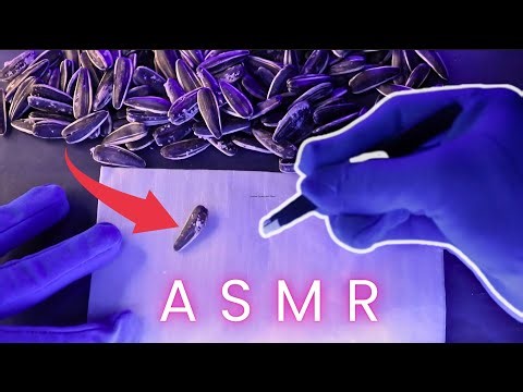 ASMR Relaxing of Sunflower Seeds for sleep 😴 | No Talking