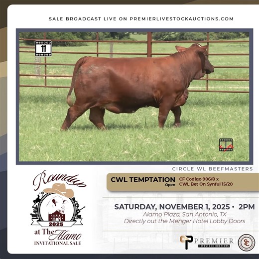 We’re making Beefmaster History and we want YOU to be a part of it with us! JOIN US Saturday, November 1st at 2:00 PM on Alamo Plaza for an unforgettable Beefmaster Event! The 2025 Roundup at The Alamo Sale, hosted by Beefmaster Breeders United — to be held in conjunction with the 64th Annual Beefmaster Breeders United Convention in the heart of San Antonio, Texas! This truly unique event, set against the backdrop of the Historic Menger Hotel and the Alamo — brings together legendary genetics, t