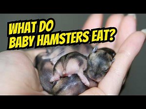What Do Baby Hamsters Eat? Complete Diet Guide for New Owners