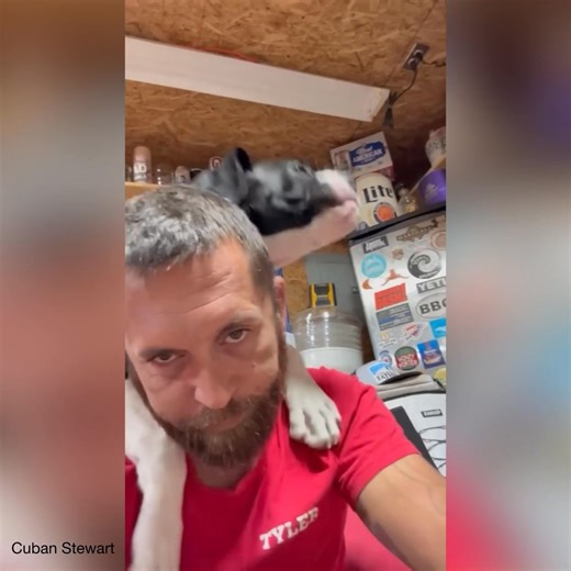 Life With a Boxer! | Boxer Dog Bonanza