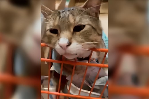 Home Depot Cat in New Jersey Goes Viral