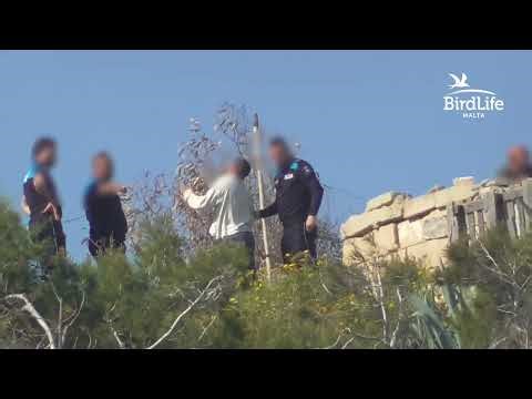 Illegal hunting of Turtle-doves - First week of spring hunting season 2026