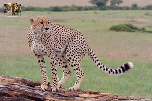 727K views · 25K reactions | Big Cat Story - [ हिन्दी डाक्यूमेंट्री ] Part 22 , #nature #animals #documentary #discovery #wildworlddocumentary | Wild World | Facebook